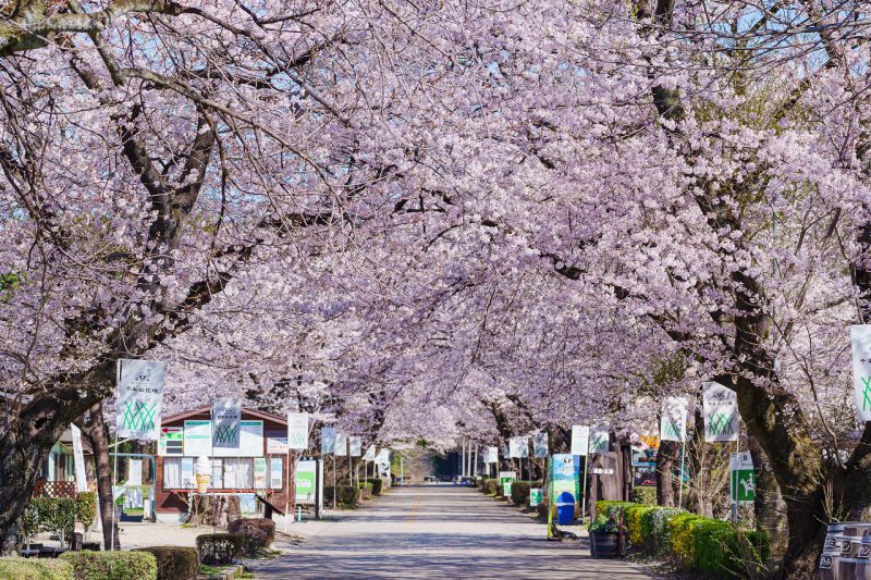 お花見するなら今がチャンス！🌸