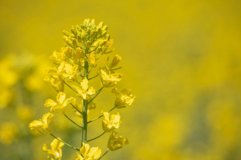 花薫る、那須高原🌼