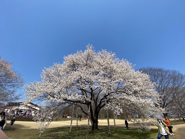 SAKURA🌸