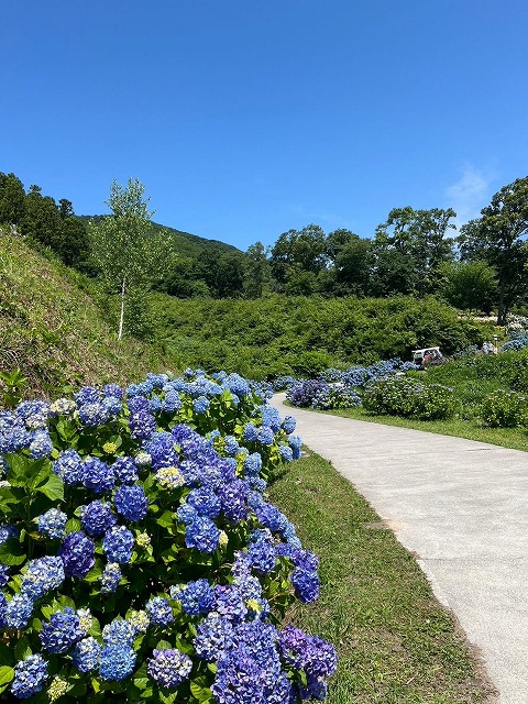 梅雨の楽しみ❁