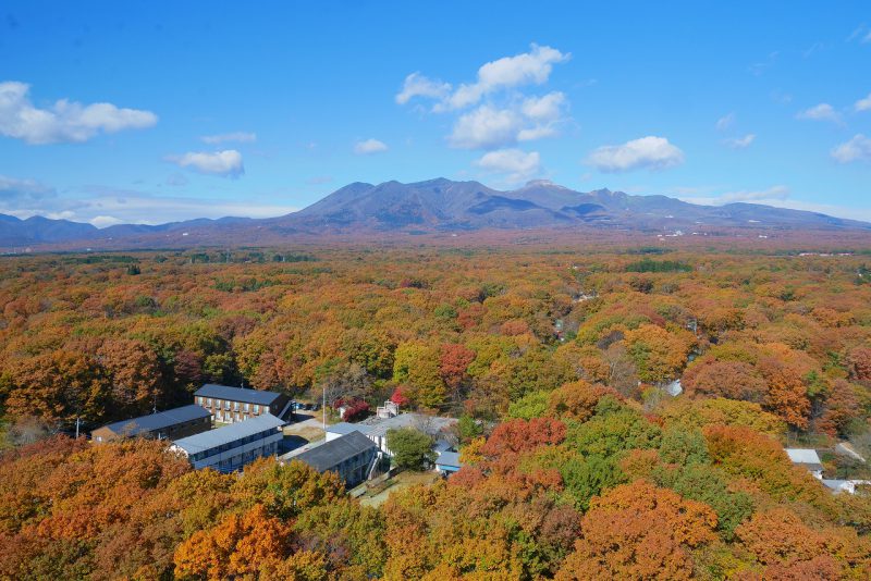 紅葉シーズンが待ち遠しい！