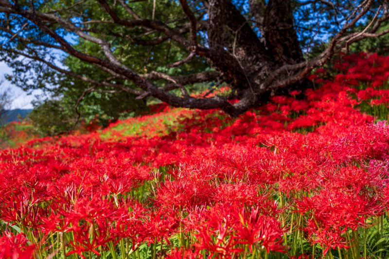 今年こそ満開！彼岸花と紅葉スポット巡りの秘訣🧡
