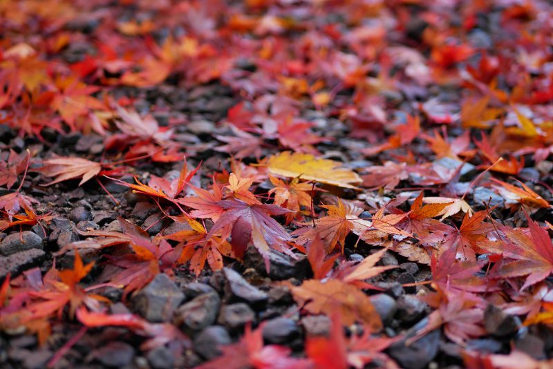 紅葉情報とにらめっこ