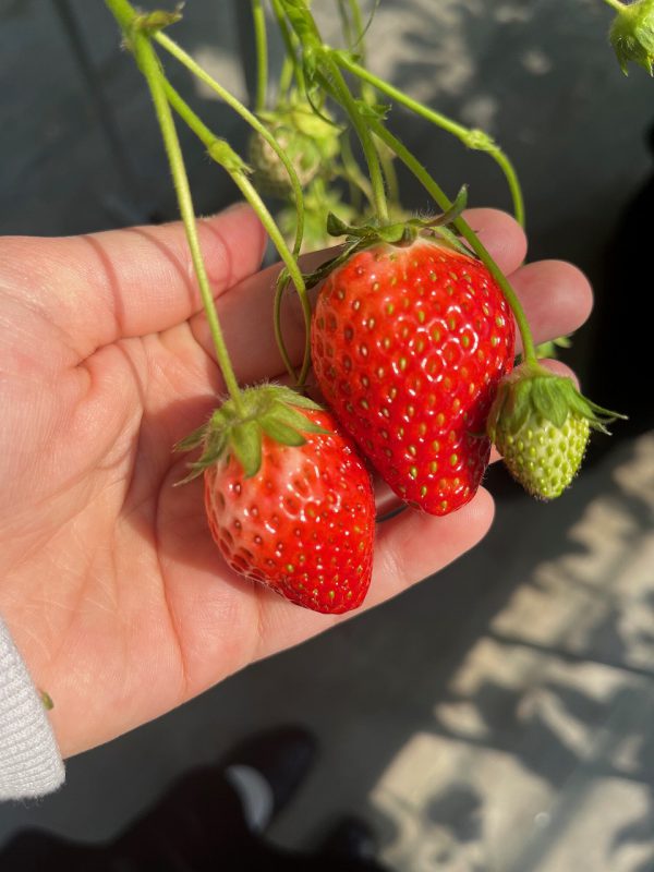 この季節の果物と言えば･･･