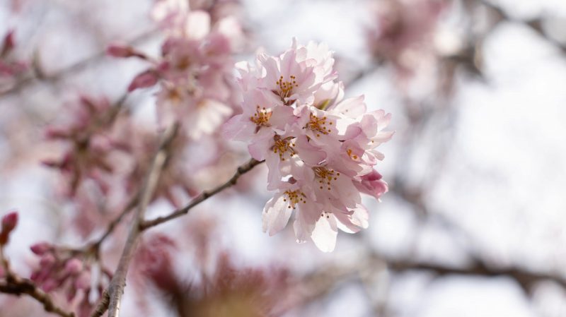 春の那須も見どころたくさん
