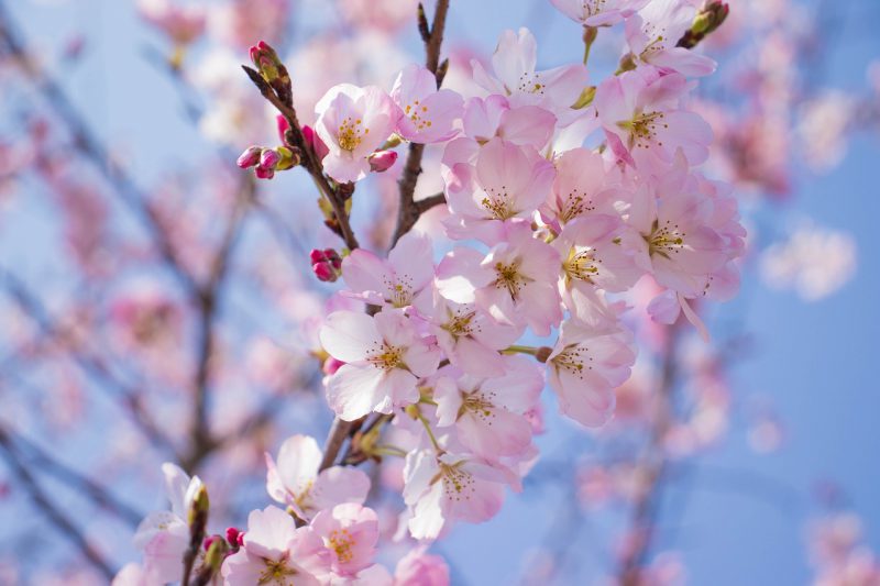 今年の見頃はいつになるのでしょうか🌸