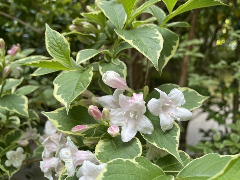 新緑とお花に囲まれて