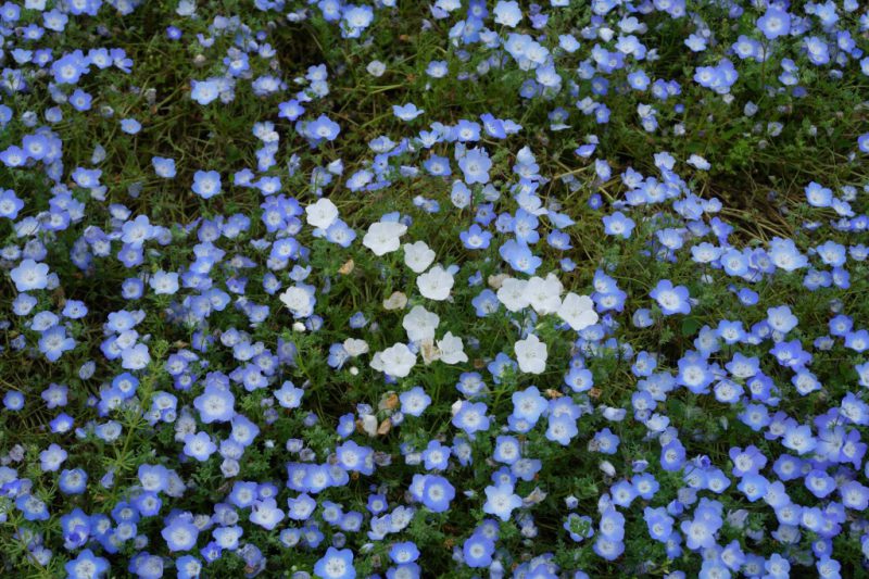 春うらら。お花のお話🌼