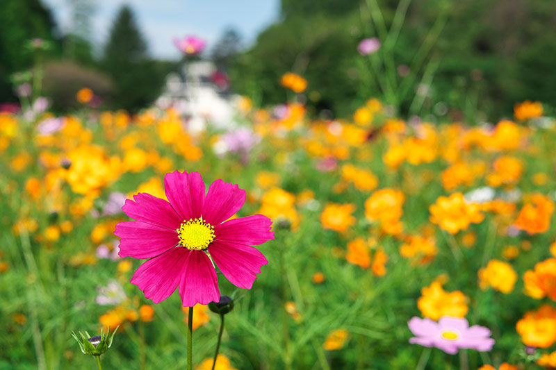 那須のお花スポット