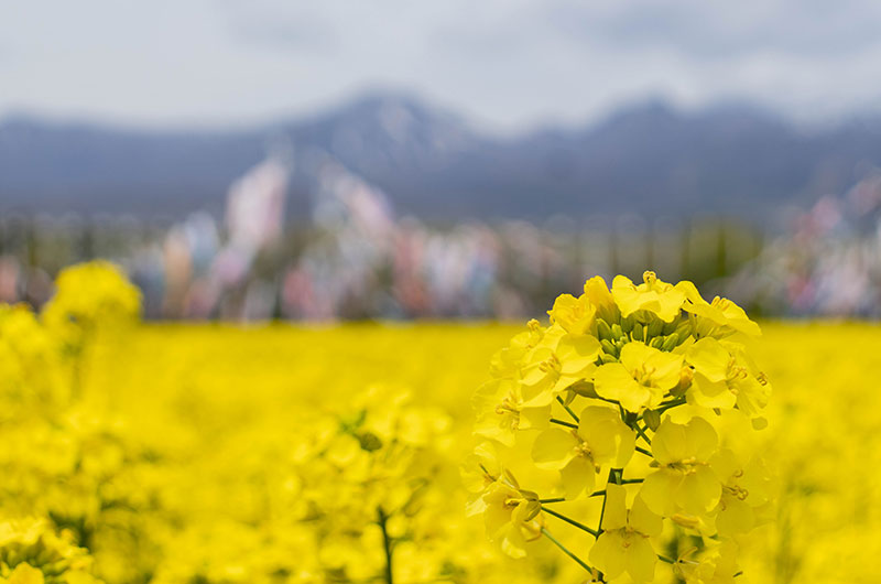 菜の花鑑賞