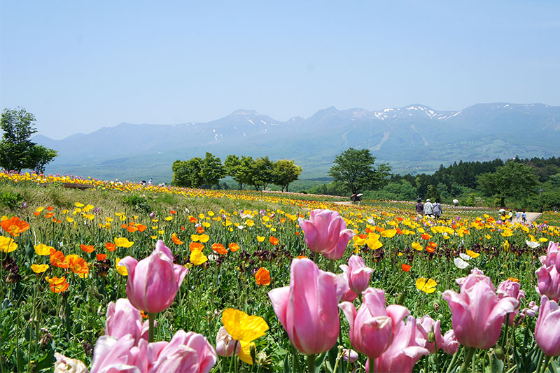 那須高原に咲く花