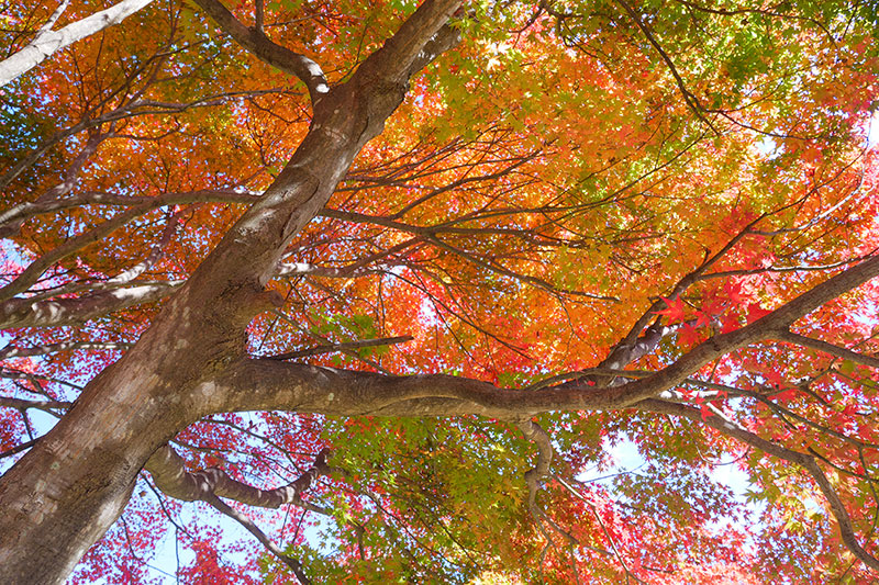 絶景の紅葉散歩