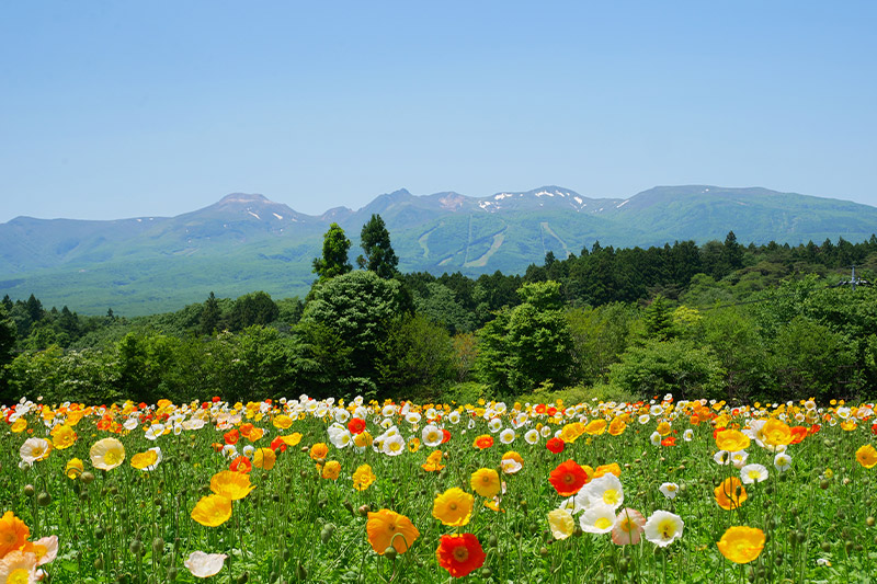 那須フラワーワールド