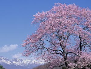 桜