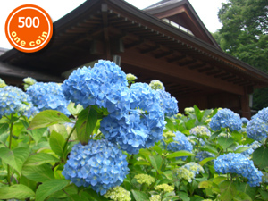 紫陽花