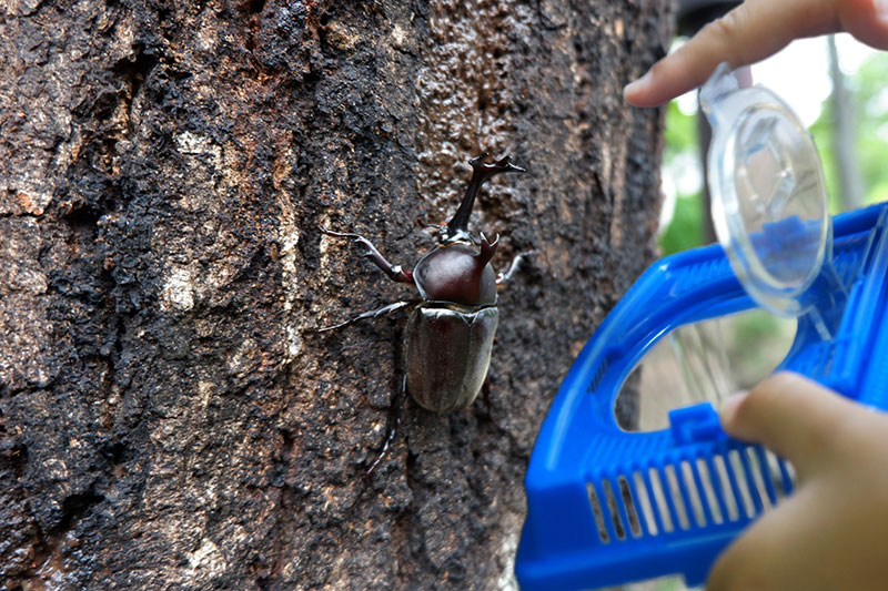 カブトムシハンティング
