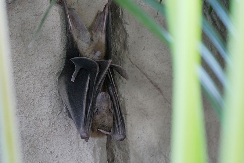 夜の動物園散策