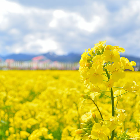 「那須のお花スポット」ホテル周辺のオススメスポットをご紹介