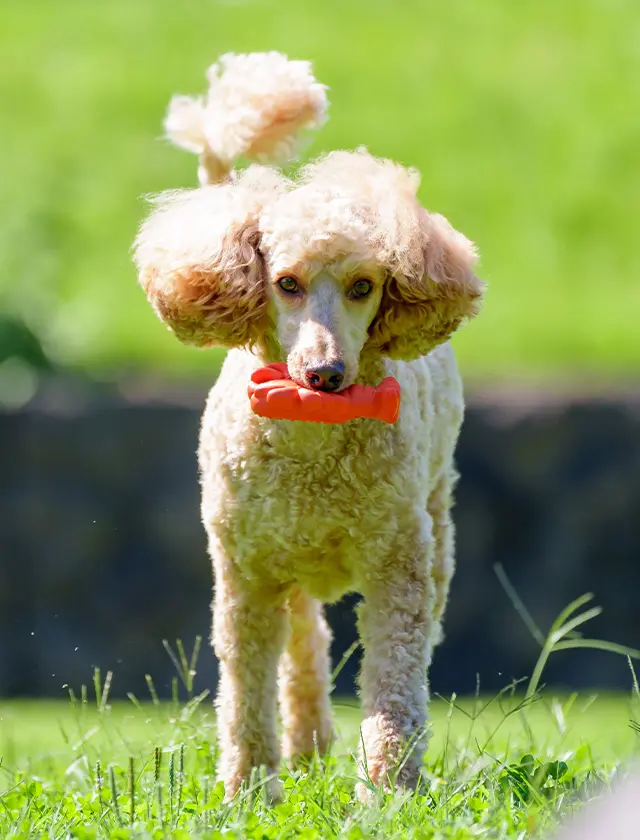 看板犬「えな」