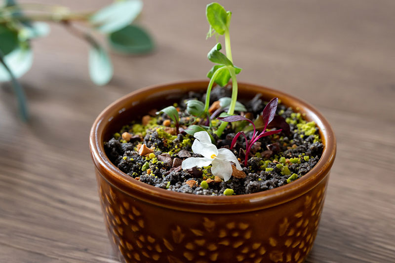 草花の「芽吹き」を表現したスペシャルスイーツ