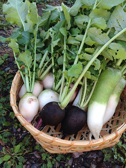 金子洋次　様　「金子君の野菜畑」