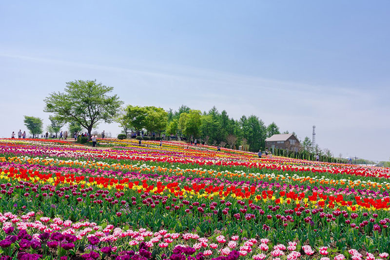 那須のお花スポット